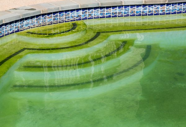 Pool Deck Algae Removal in Westminster